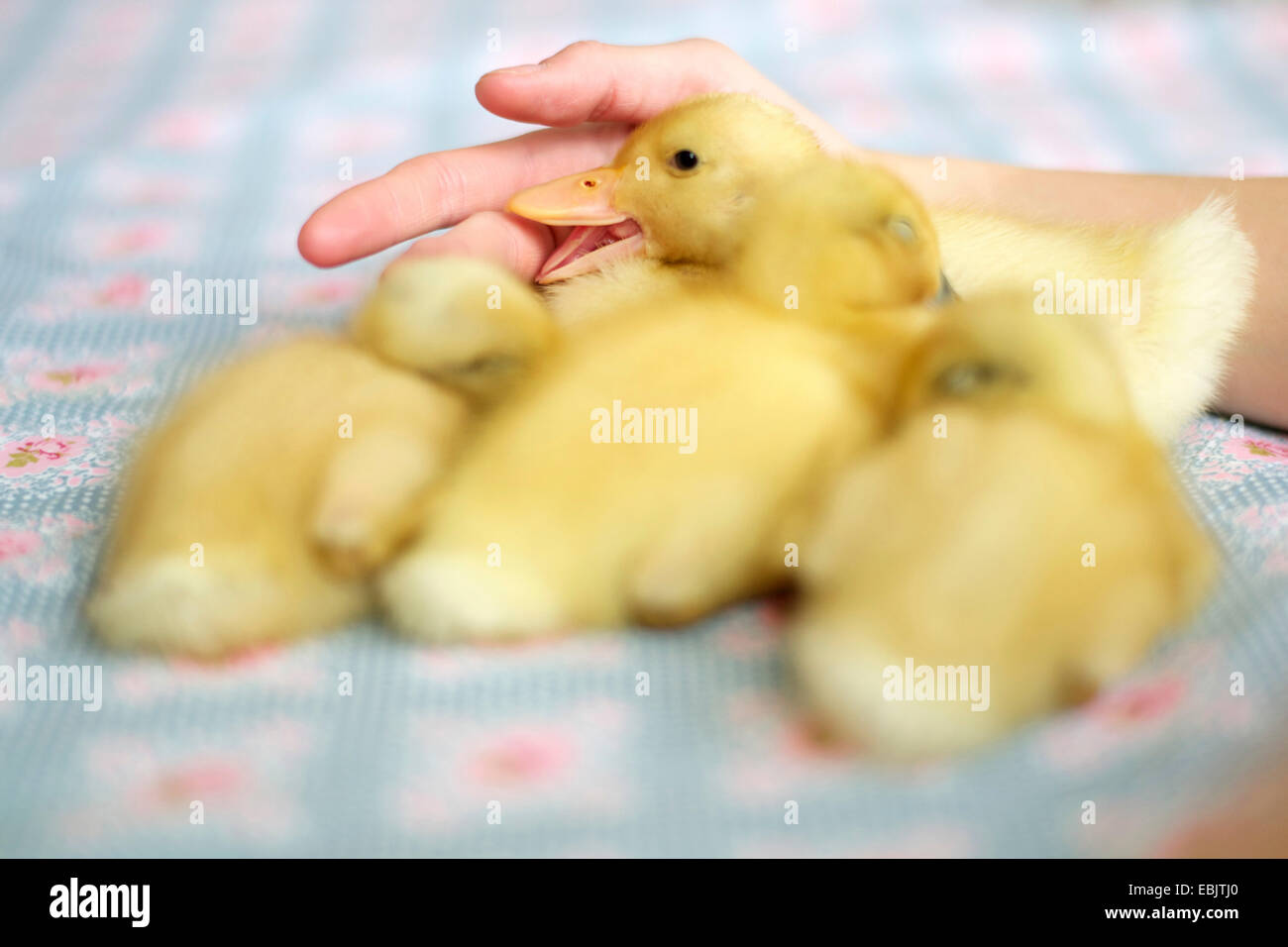 Abocat Ranger, Pékin (Anas platyrhynchos f. domestica), les poussins de canards de câliner les uns avec les autres Banque D'Images