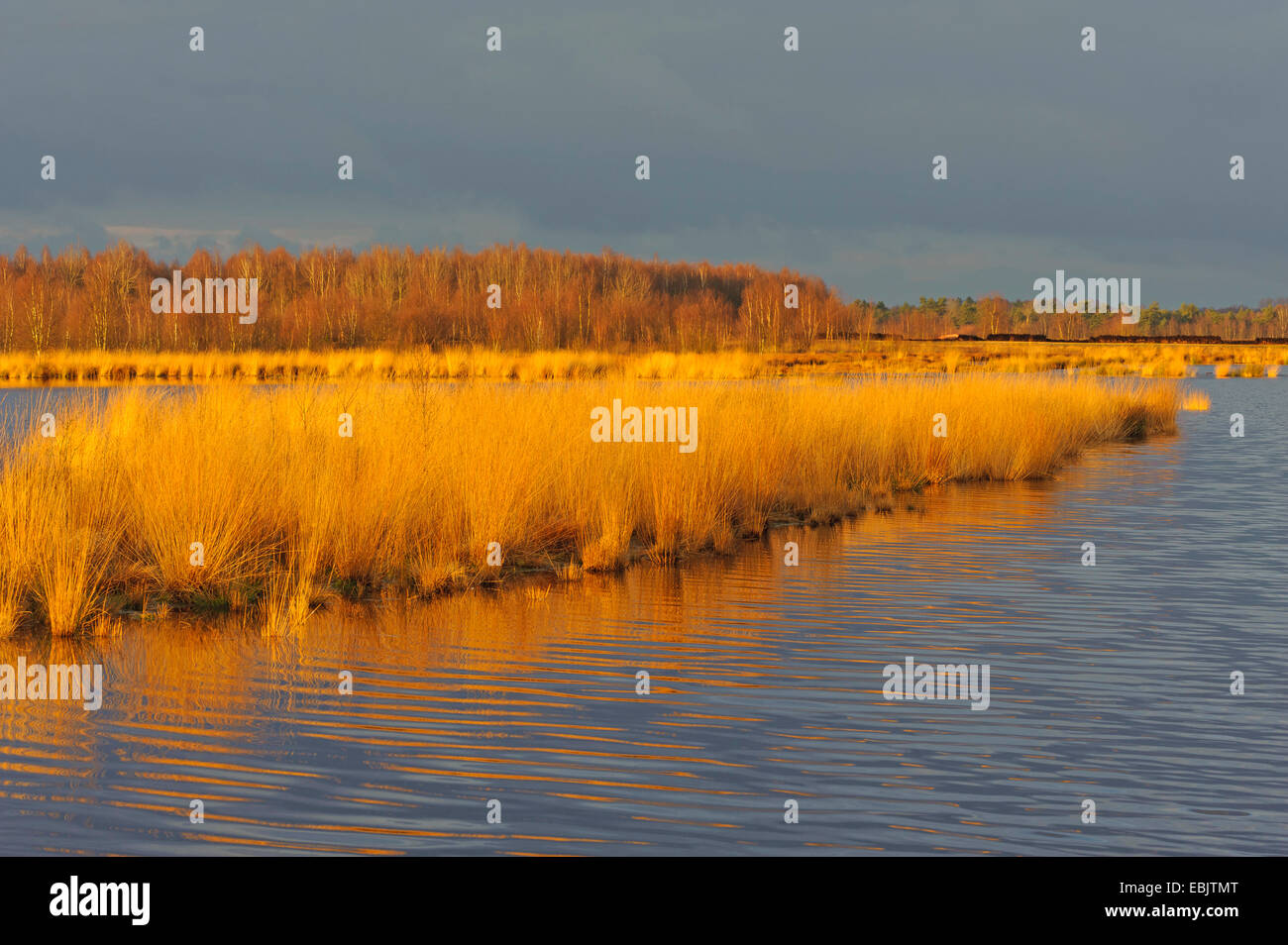 Moor étang dans la lumière du soir, l'ALLEMAGNE, Basse-Saxe, Diepholzer Moorniederung Goldenstedter Moor, Banque D'Images