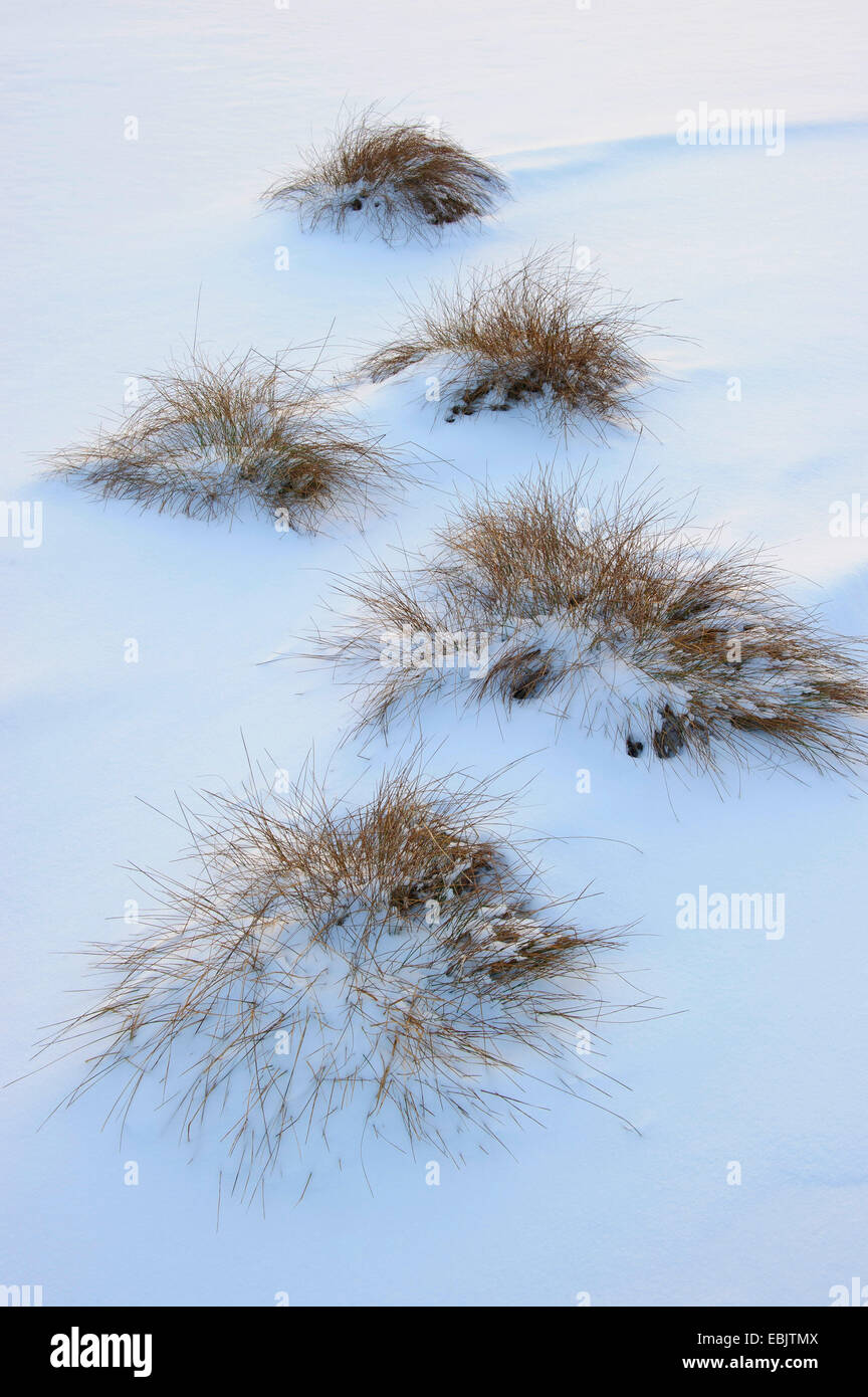 Touffes d'herbe dans la neige, en Allemagne, en Basse-Saxe, Goldenstedt Banque D'Images