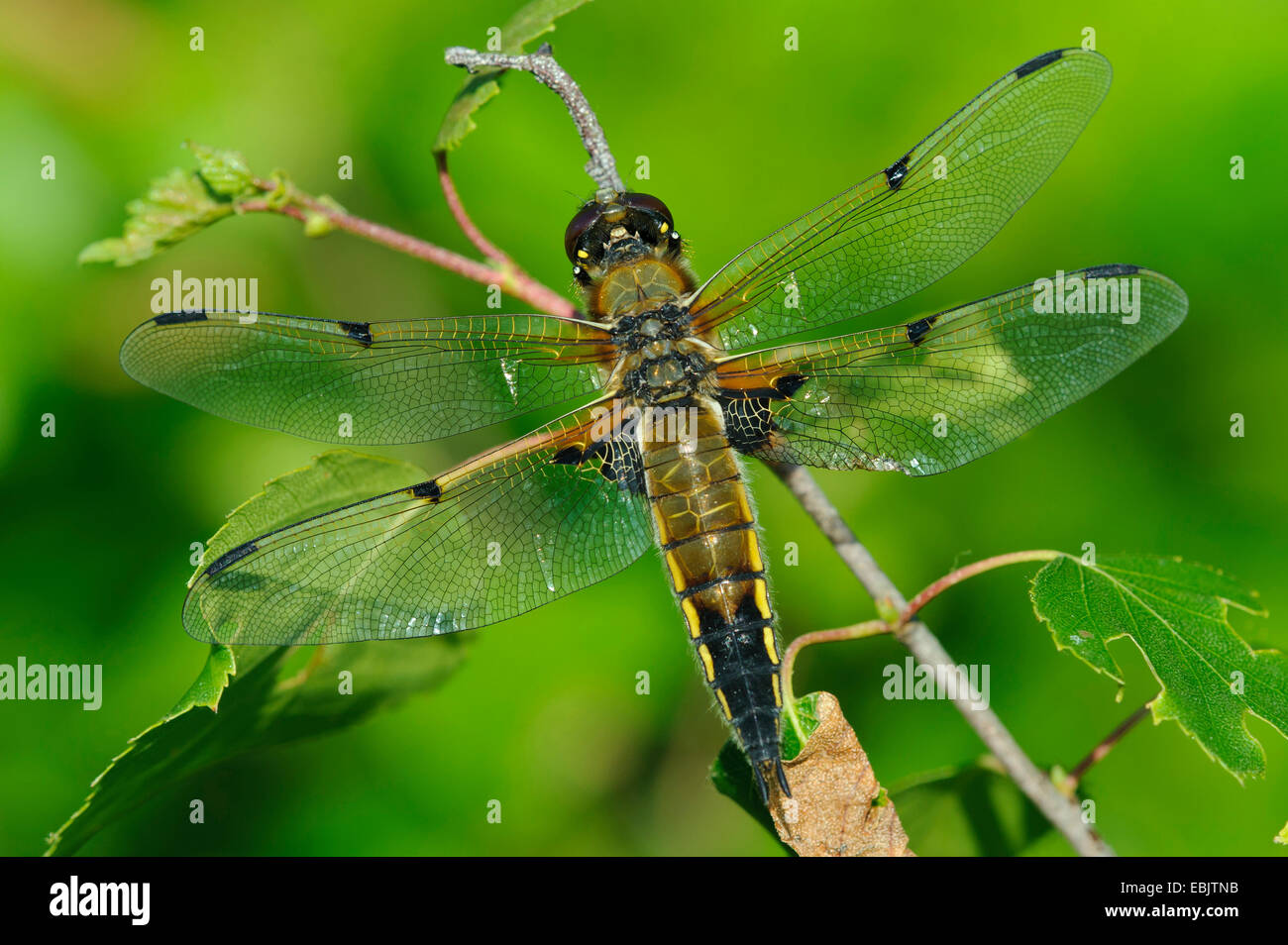 Four-spotted libellula, four-spotted chaser, quatre spot (Libellula quadrimaculata), assis sur une branche, l'ALLEMAGNE, Basse-Saxe Banque D'Images