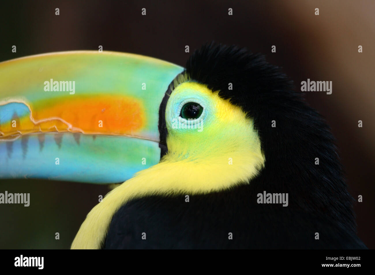 Keel-billed toucan (Ramphastos sulfuratus), portrait Banque D'Images