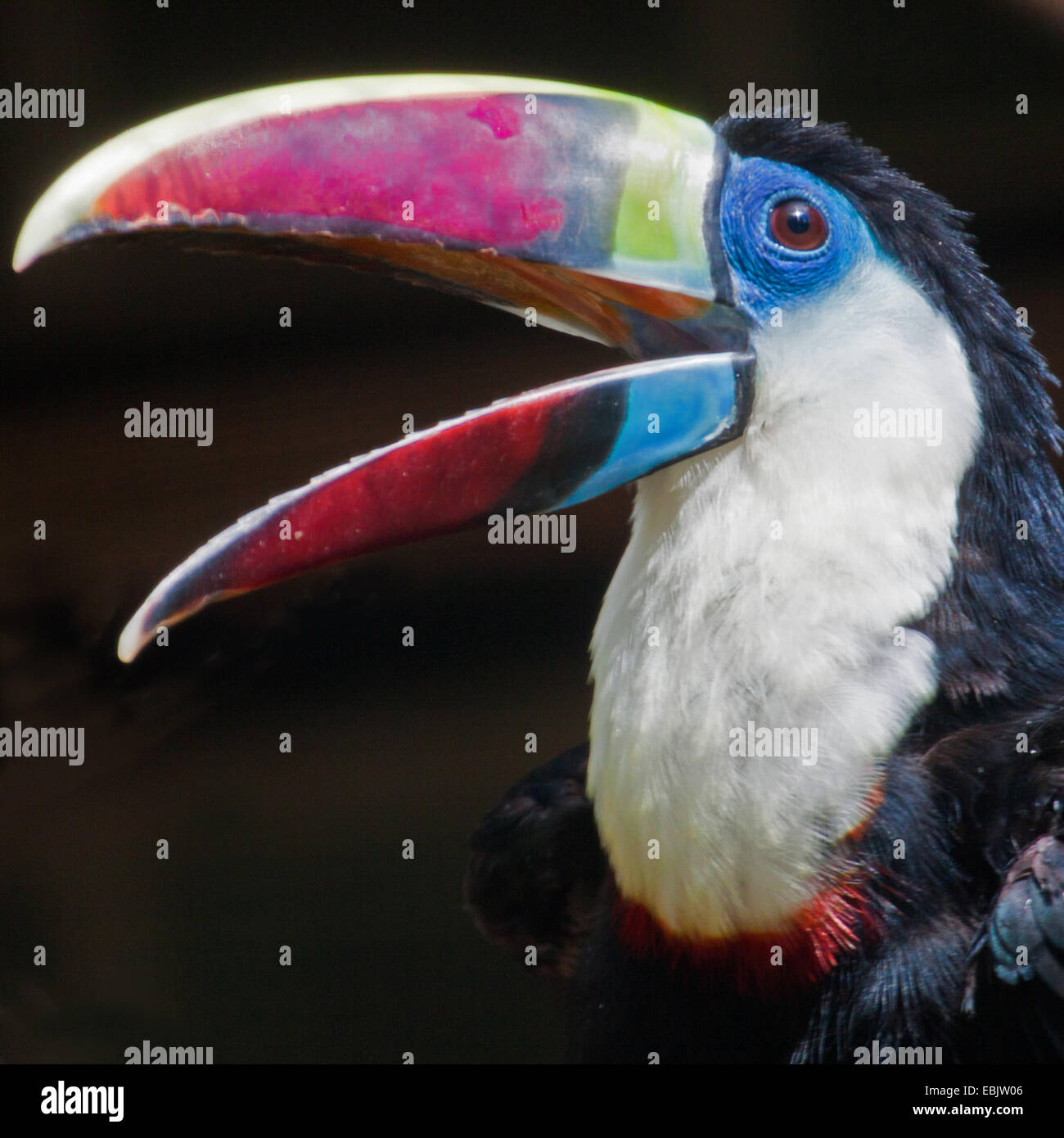 Red-billed toucan (Ramphastos tucanus), portrait Banque D'Images