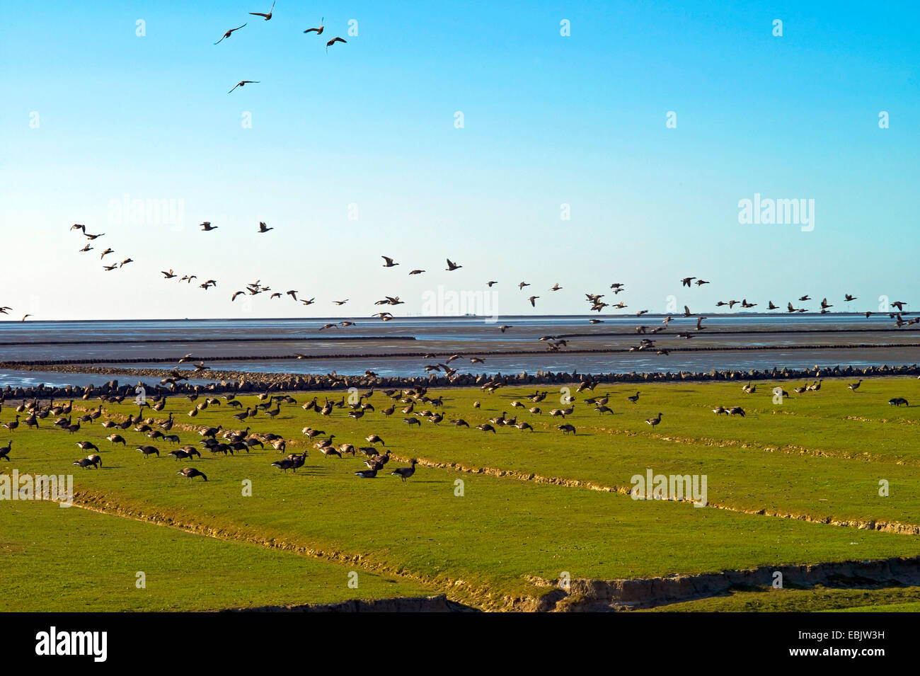 La Bernache cravant (Branta bernicla), troupeau de brent geese flying, Hallig Nordstrandischmoor en arrière-plan, l'Allemagne, Schleswig-Holstein, dans le Nord de la Frise, Nordstrand Banque D'Images