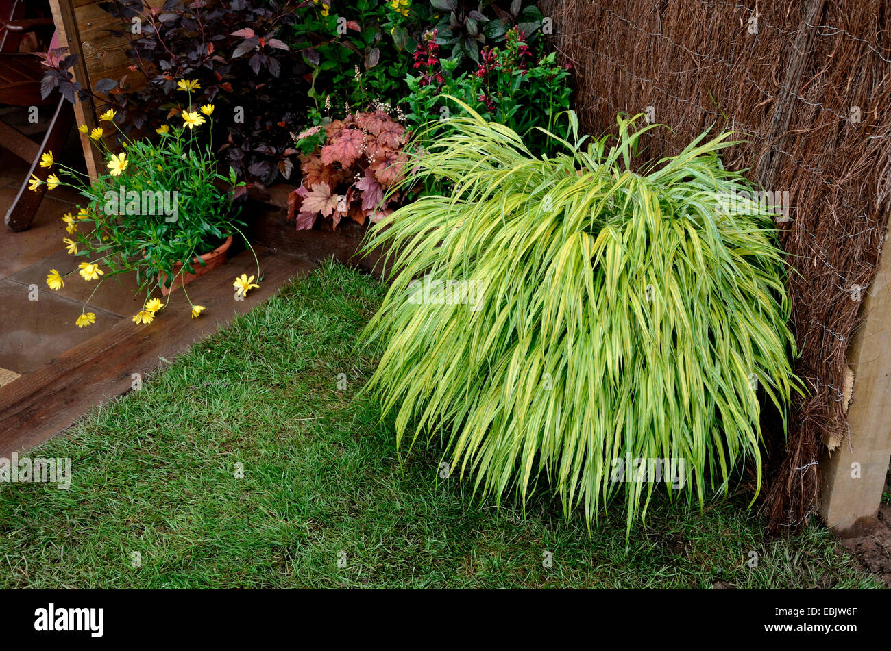 De près de l'herbe Hakonechloa macra 'panachée Aureola' Banque D'Images