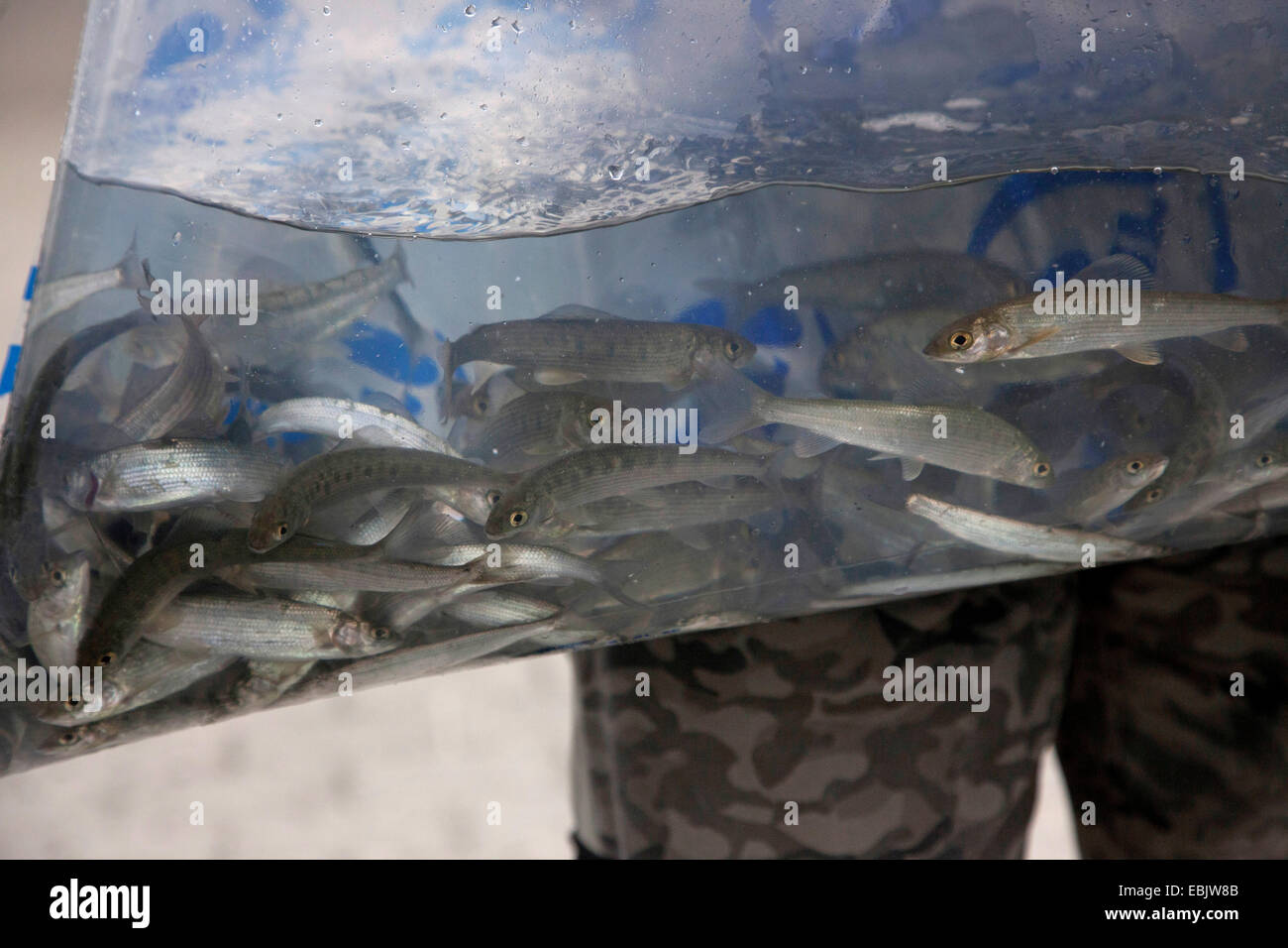 L'ombre (Thymallus thymallus), les alevins sont versé dans un seau Banque D'Images