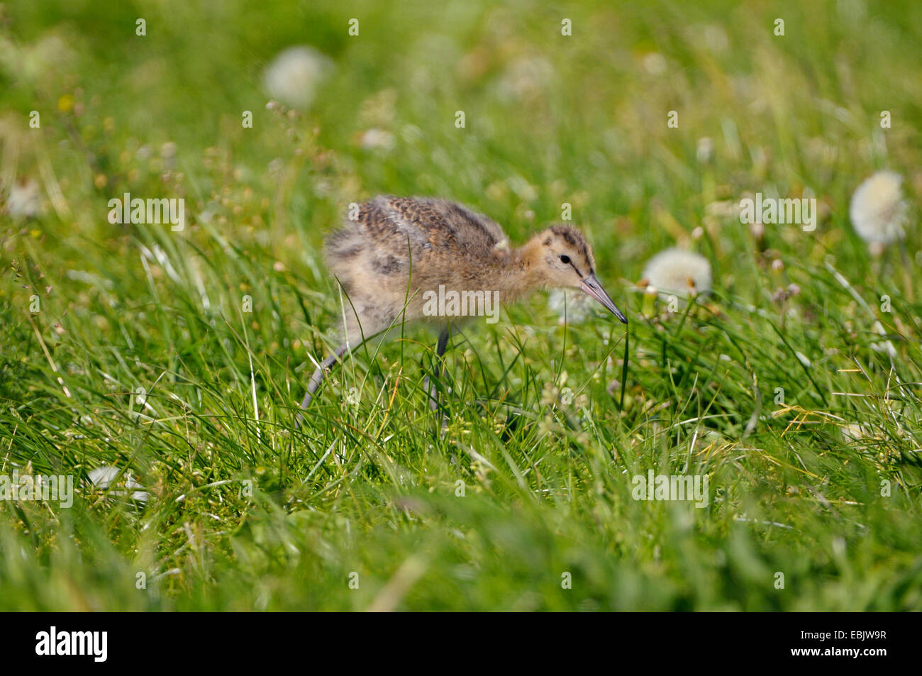 Barge à queue noire (Limosa limosa), chick sur l'alimentation dans un pré, Pays-Bas, de Nijkerk Banque D'Images