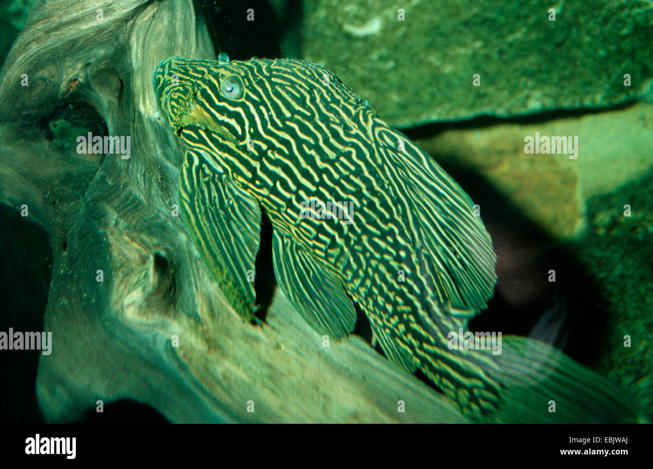 Le poisson-chat (Oligancistrus spec.), nourrissant seulement sur le bois, l'alimentation à partir d'une racine d'arbre, au Brésil, Rio Araguaia Banque D'Images