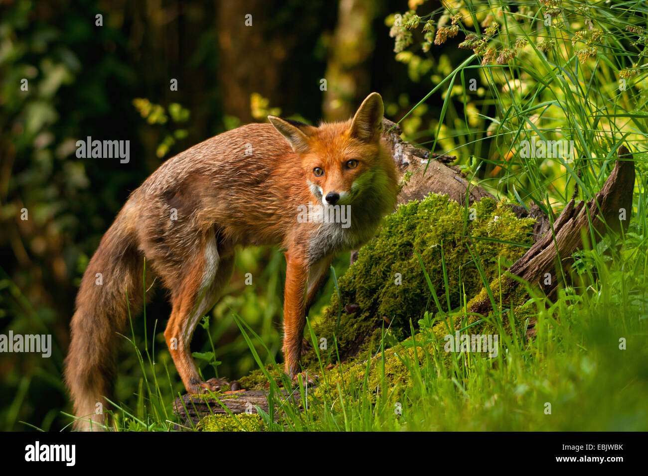 Le renard roux (Vulpes vulpes), à une racine d'arbre dans la lumière du matin, Suisse, Sankt Gallen Banque D'Images