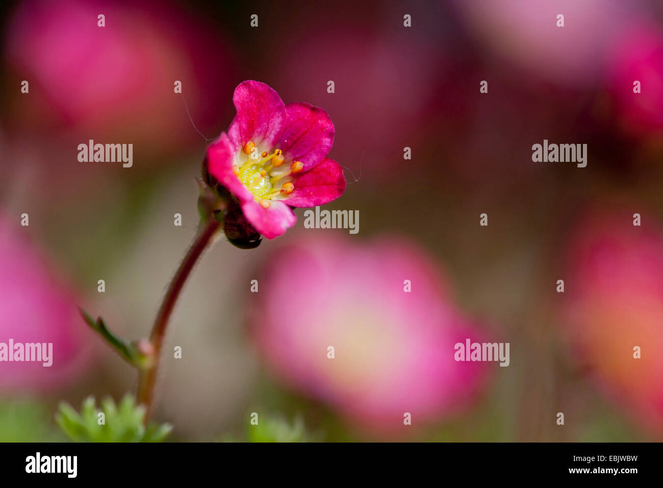 Saxifraga arendsii (Saxifraga arendsii, Saxifraga x arendsii), fleur Banque D'Images