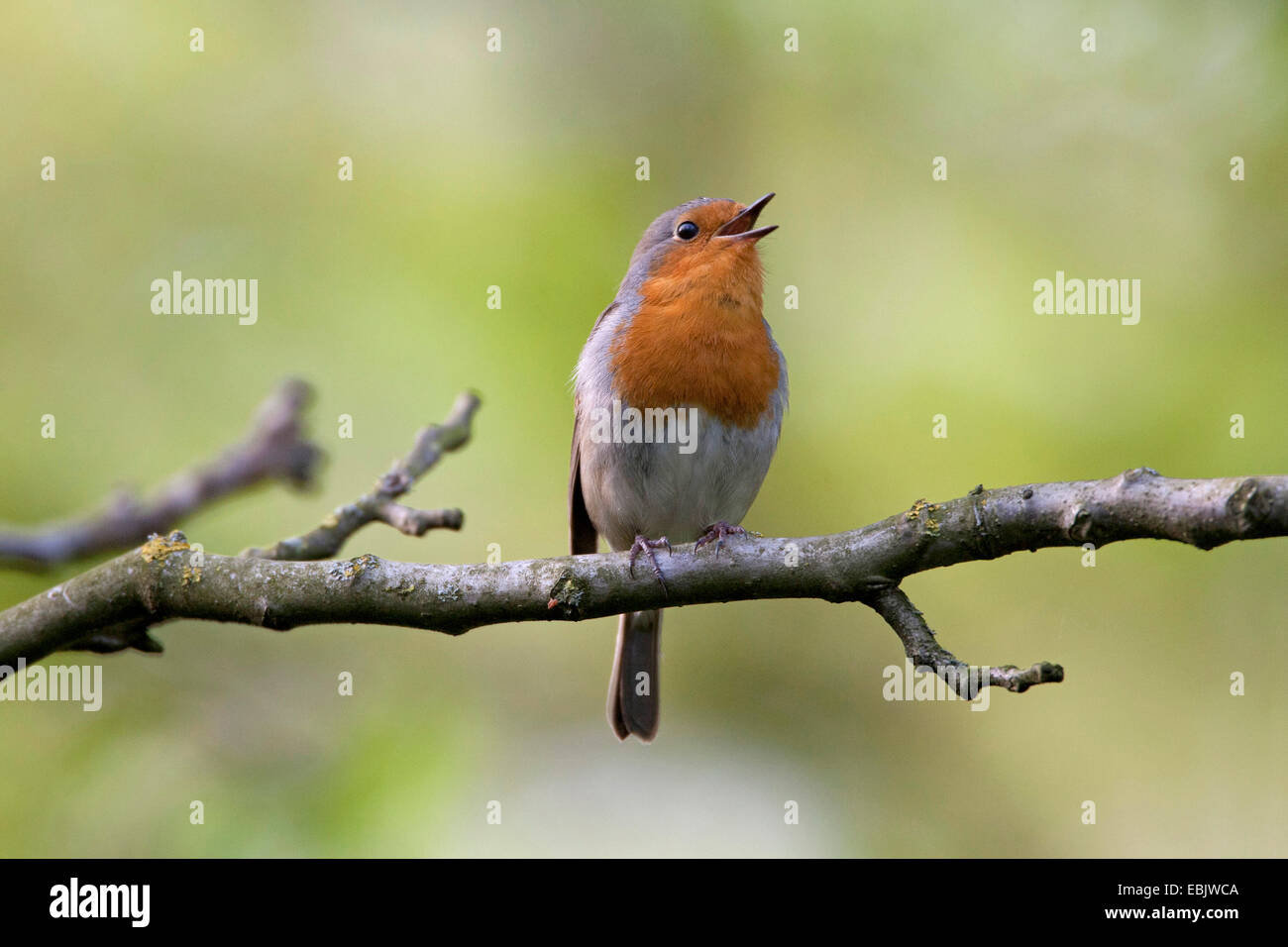 European robin (Erithacus rubecula aux abords), assis sur une branche et le chant, Allemagne Banque D'Images