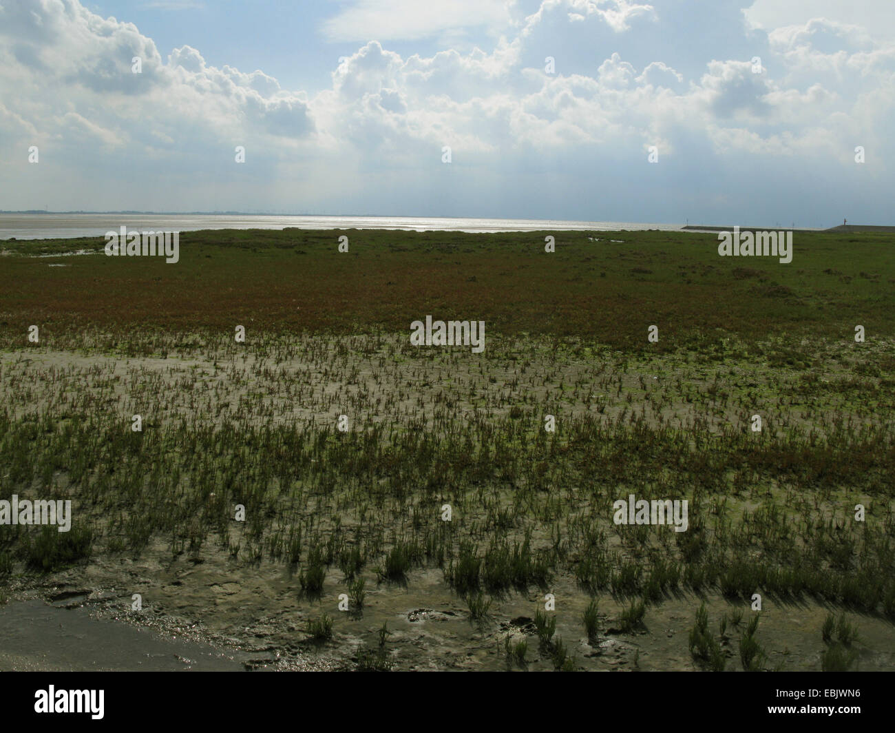 Les pointes à la salicorne (Salicornia Salicornia dolichostachya, stricta), dans la mer des wadden à marée basse, l'Allemagne, Bielefeld, de Basse-saxe mer des Wadden Parc National Banque D'Images