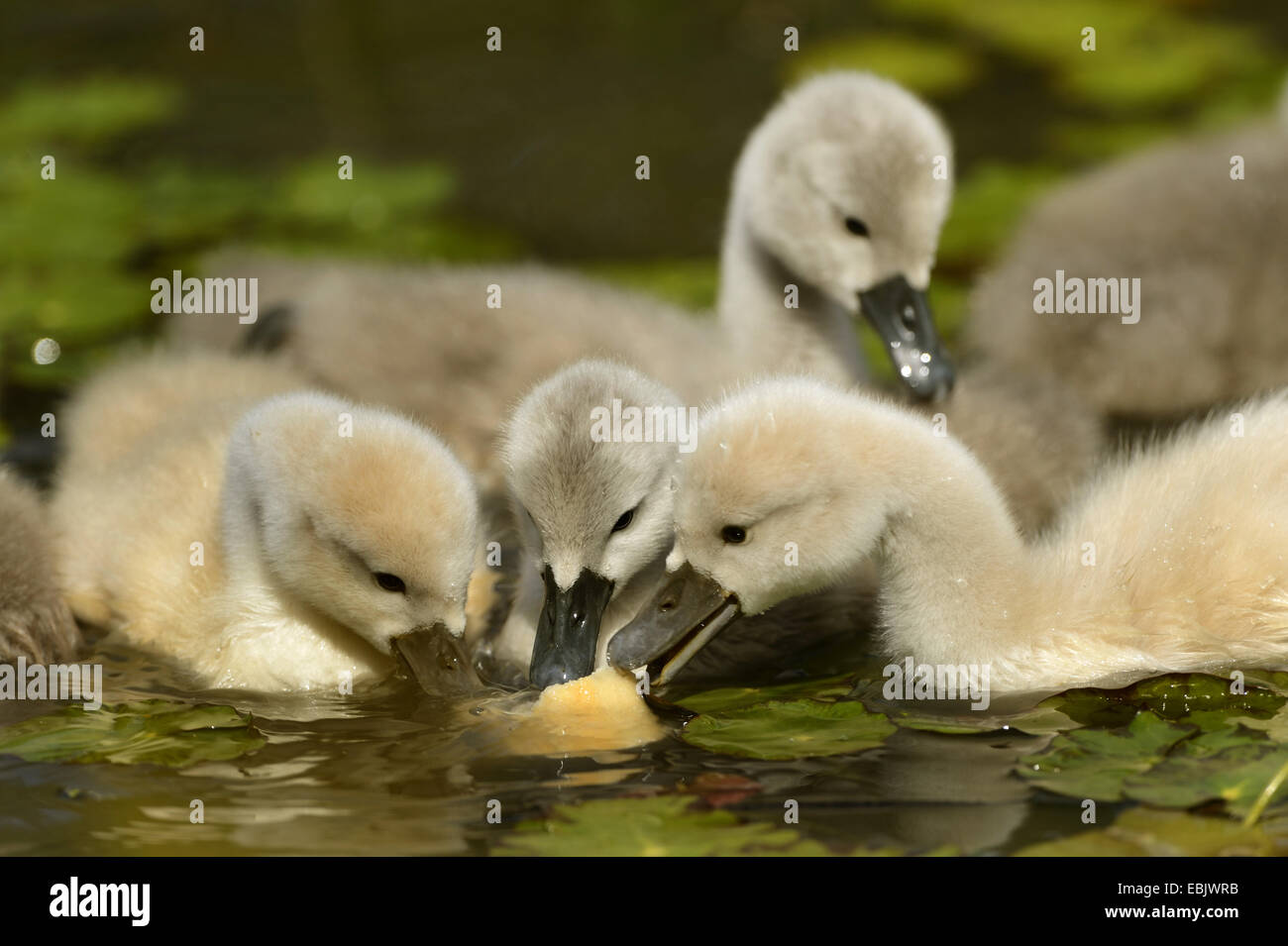 Mute swan (Cygnus olor), l'envol se nourrit de l'eau, de l'Allemagne Banque D'Images
