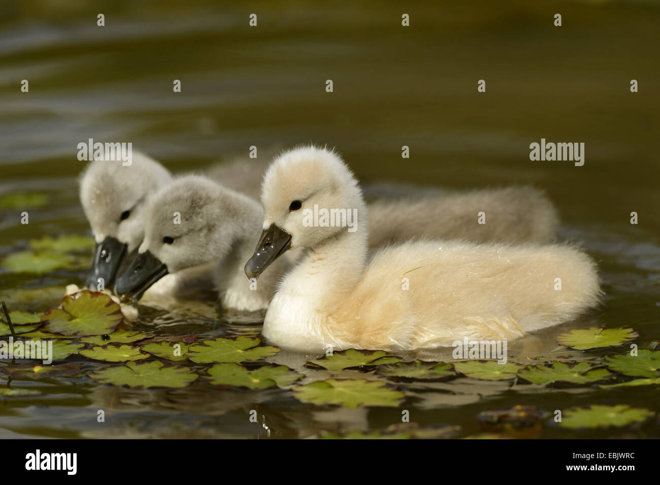 Mute swan (Cygnus olor), l'envol se nourrit de l'eau, de l'Allemagne Banque D'Images