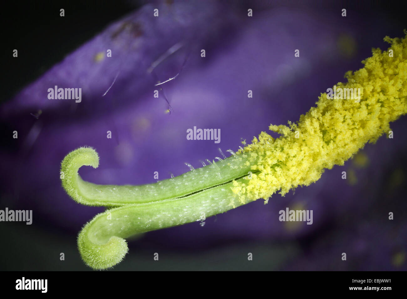 Les chauves-souris dans le beffroi, la campanule à feuilles d'ortie (campanula trachelium), pistill avec du pollen, de l'Allemagne, Mecklembourg-Poméranie-Occidentale Banque D'Images