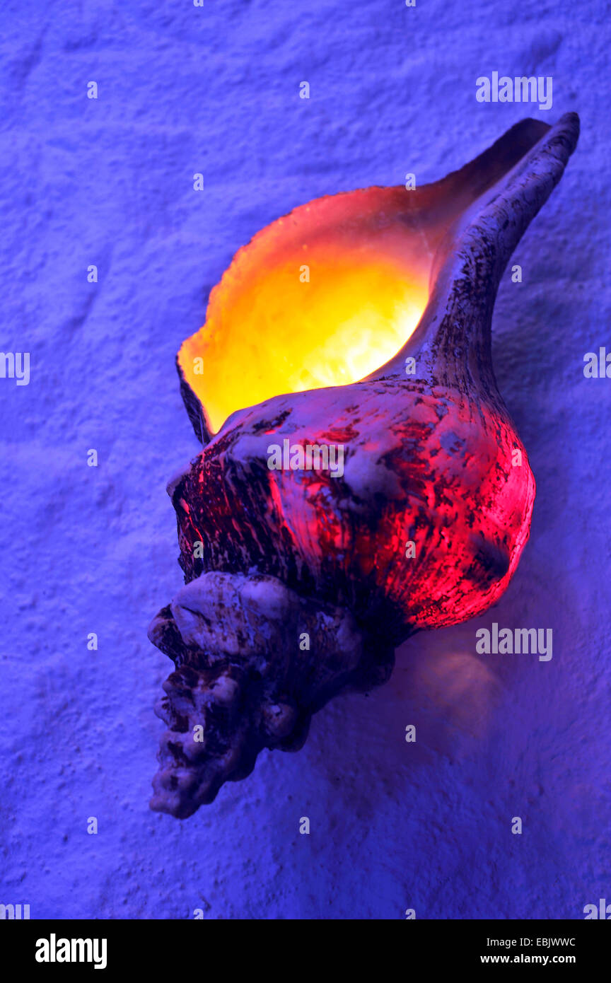 Coquille de conque un brillant de l'intérieur, le Mexique, l'île de Holbox, Cancun Banque D'Images