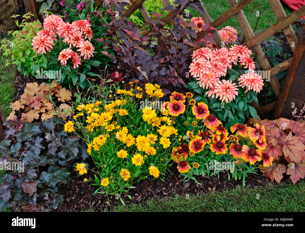 Détail d'une frontière avec le jardin Heuchera, Helenium et Dahlias Banque D'Images