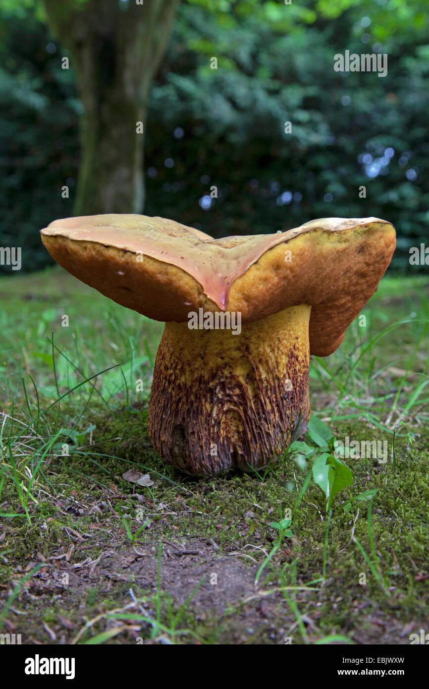 Lurid Bolet (Boletus luridus), champignons, Allemagne Banque D'Images