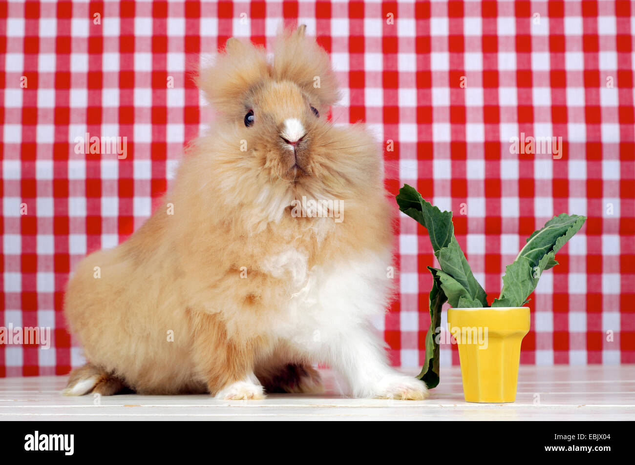 Lionhead rabbit (Oryctolagus cuniculus f. domestica), lapin assis en face d'un papier peint rouge et blanc Banque D'Images