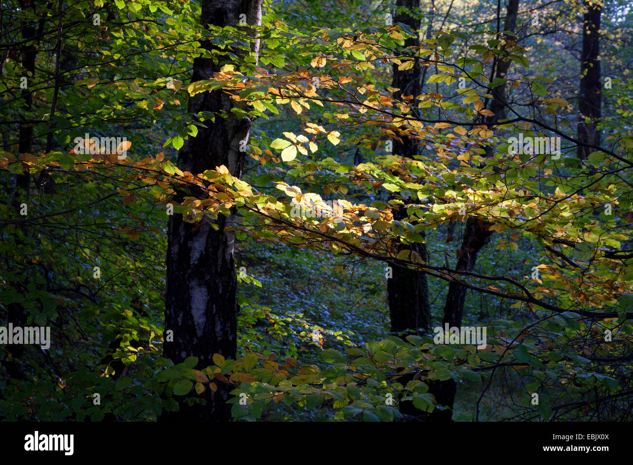 Le hêtre commun (Fagus sylvatica), en forêt Sababurg, Allemagne, Hesse, Reinhardswald Banque D'Images