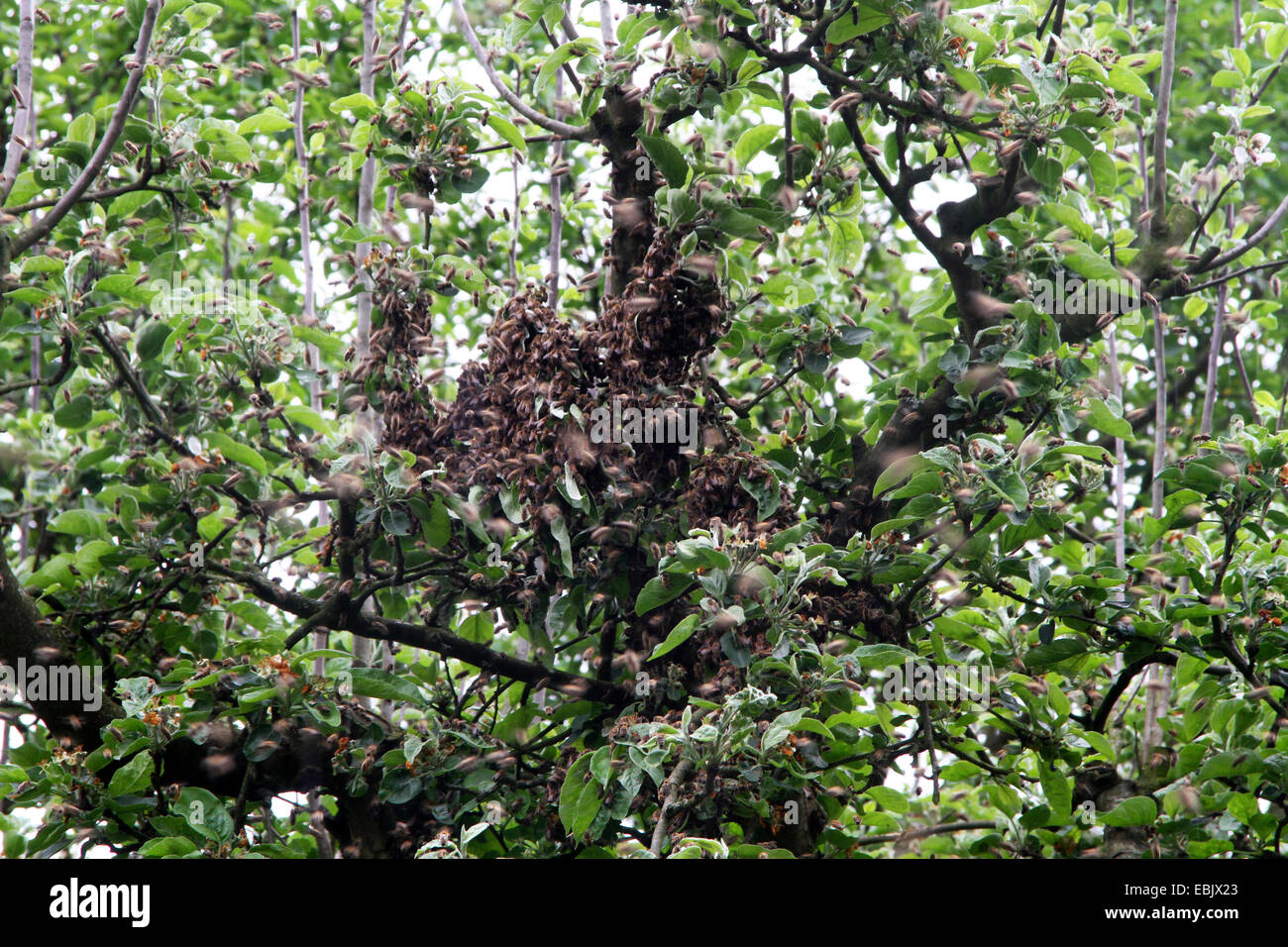 Pommier (Malus domestica), l'essaim d'abeilles dans un pommier, Allemagne, Rhénanie du Nord-Westphalie Banque D'Images