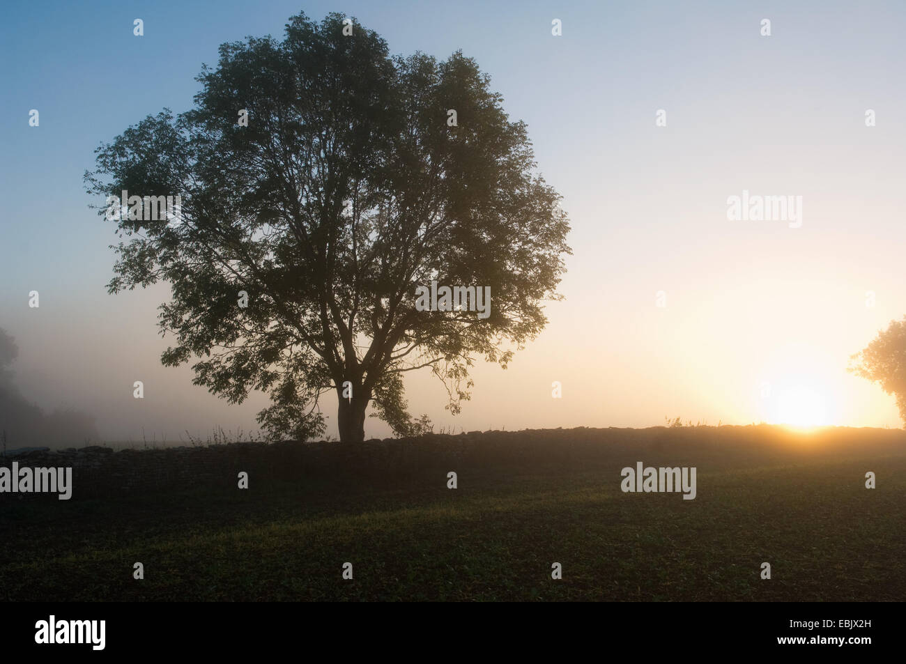 Silhouette d'arbre dans field at sunset Banque D'Images