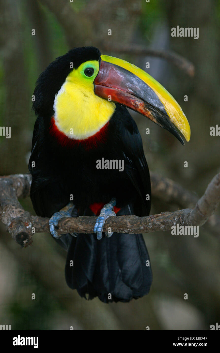 Black-mandibled toucan (Ramphastos ambiguus), assis sur une branche Banque D'Images
