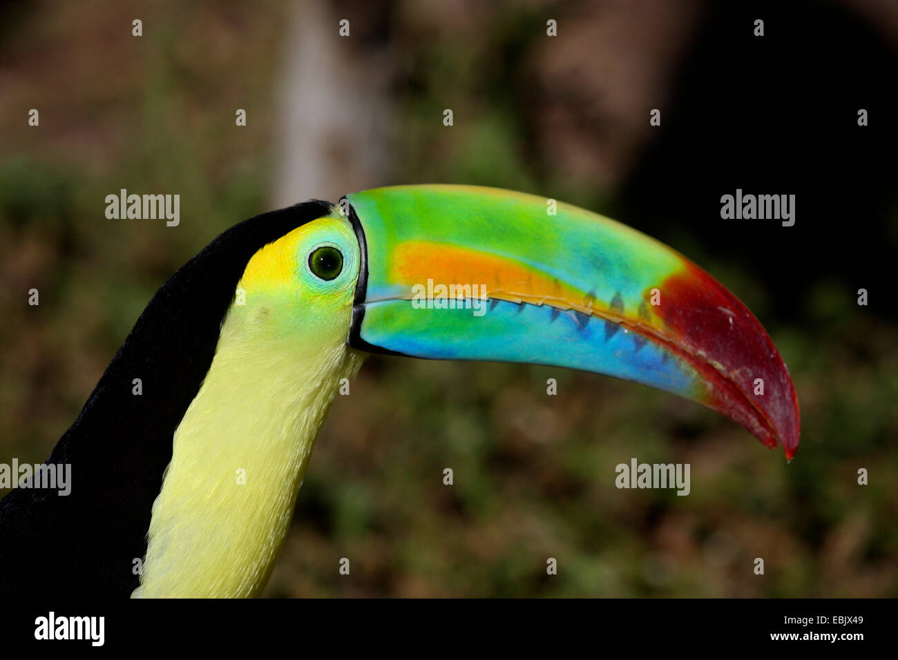 Keel-billed toucan (Ramphastos sulfuratus), assis sur une branche Banque D'Images