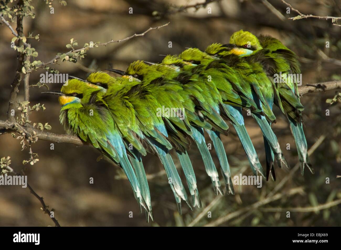 Milan à queue fourchue (Merops hirundineus mangeur d'abeilles), groupe assis sur une branche à proximité les uns des autres, Afrique du Sud, Northern Cape, Kgalagadi Transfrontier National Park Banque D'Images