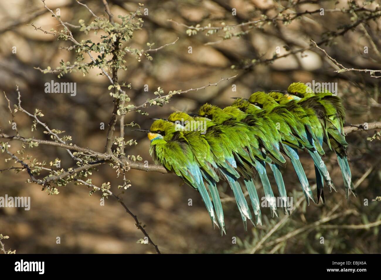Milan à queue fourchue (Merops hirundineus mangeur d'abeilles), groupe assis sur une branche à proximité les uns des autres, Afrique du Sud, Northern Cape, Kgalagadi Transfrontier National Park Banque D'Images