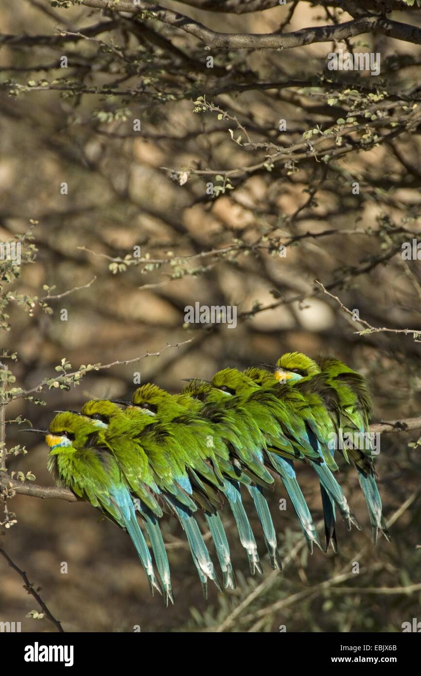 Milan à queue fourchue (Merops hirundineus mangeur d'abeilles), groupe assis sur une branche à proximité les uns des autres, Afrique du Sud, Northern Cape, Kgalagadi Transfrontier National Park Banque D'Images