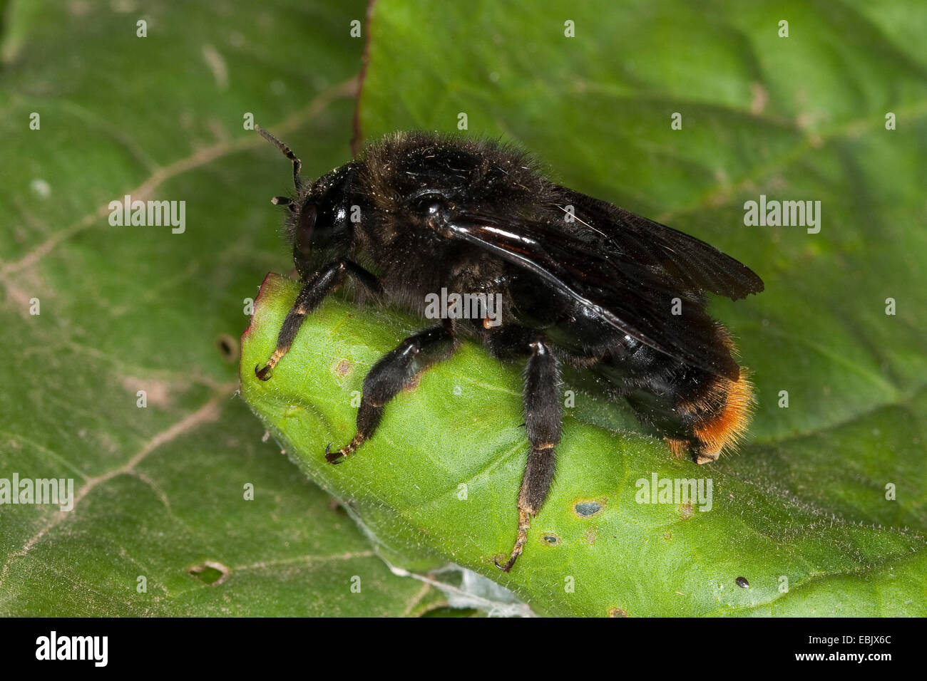 Cuckoo Cuckoo Bee, bourdon (Bombus rupestris), parasite de la couvée du bourdon à queue rouge, Allemagne Banque D'Images