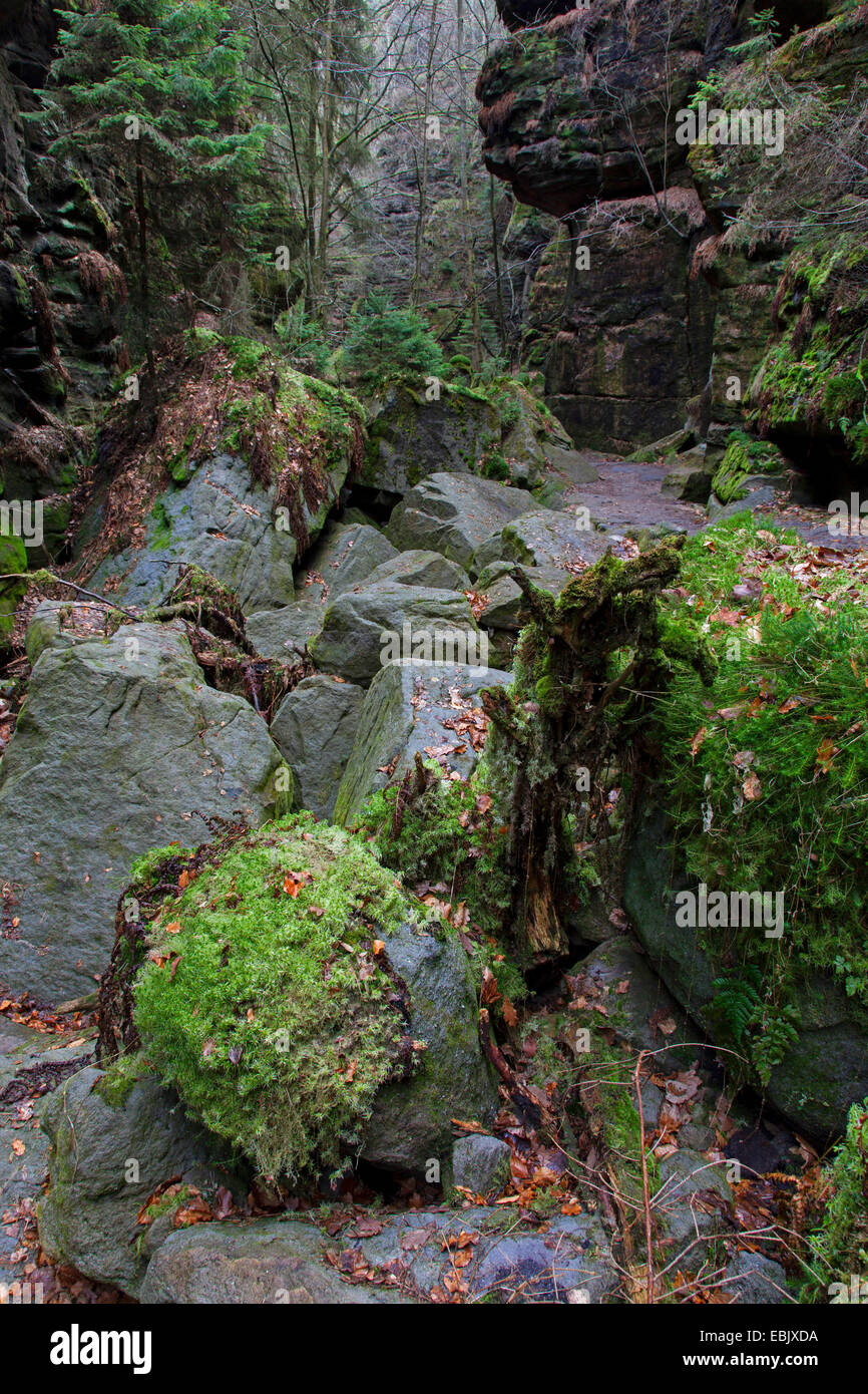 Des roches dans le Uttewalder Grund, Allemagne, Saxe, Elbsandsteingebirge, le Parc National de la Suisse saxonne Banque D'Images