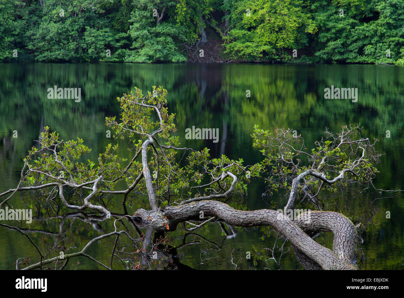 Vue de Herthasee, Germany, Mecklenburg-Western Pomerania, Ruegen, Parc National de Jasmund Banque D'Images