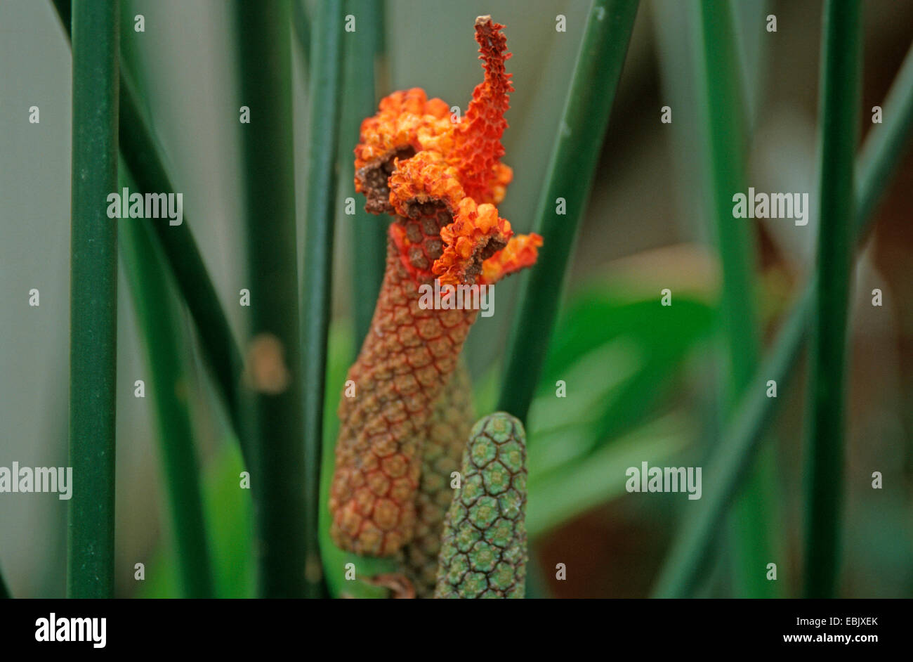 Chapeau Panama toquilla, palm, Palma de sombrero (carludovica palmata), l'infructescence Banque D'Images