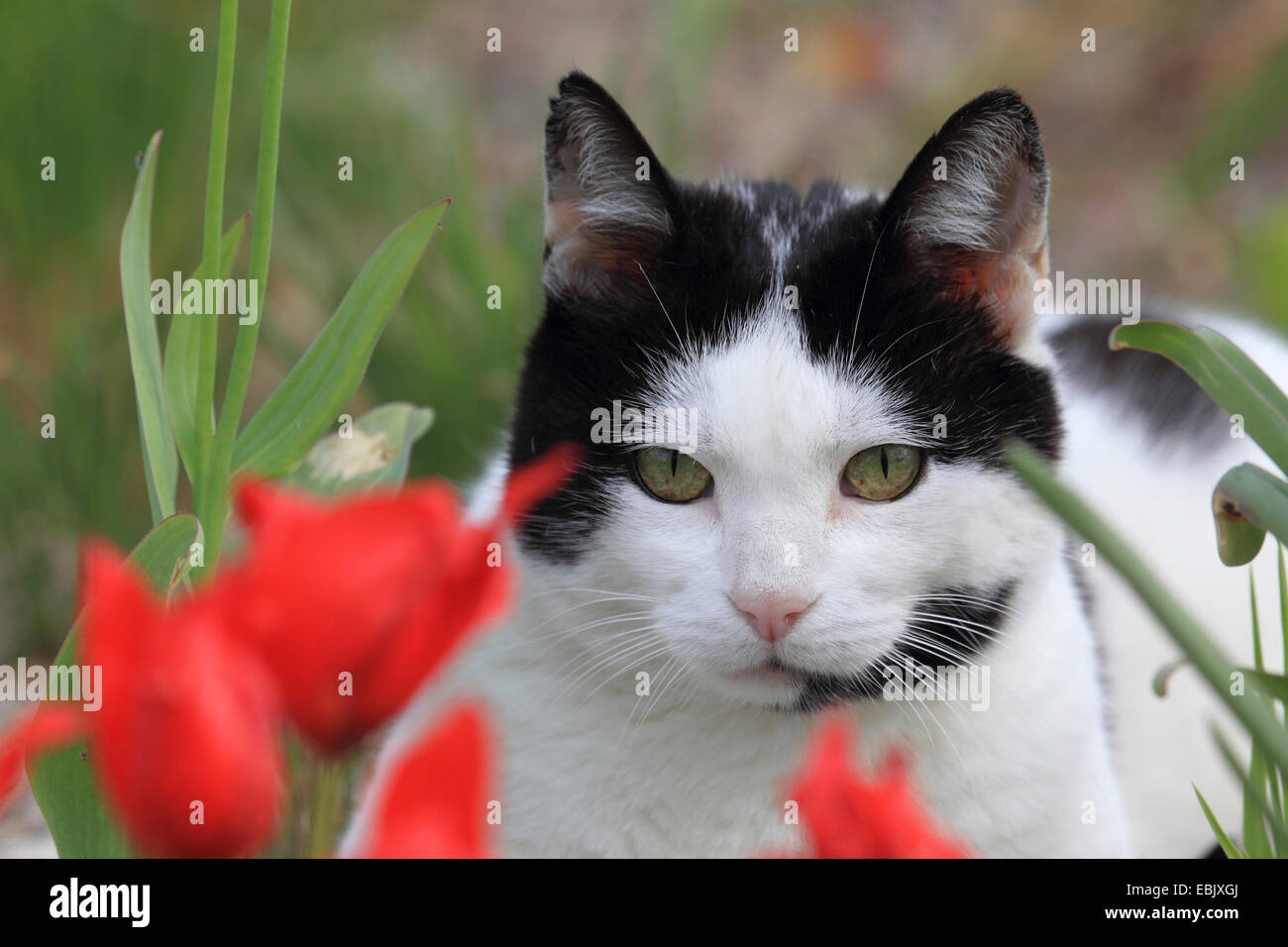 Chat domestique, le chat domestique (Felis silvestris catus). f, chat noir et blanc assis dans un lit de fleur Banque D'Images