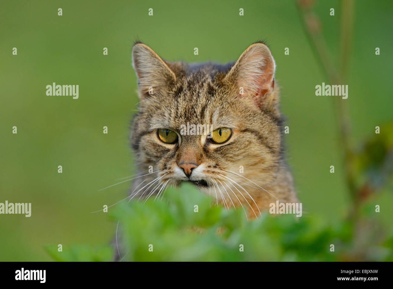 Chat domestique, le chat domestique (Felis silvestris catus. f), portrait, Allemagne Banque D'Images