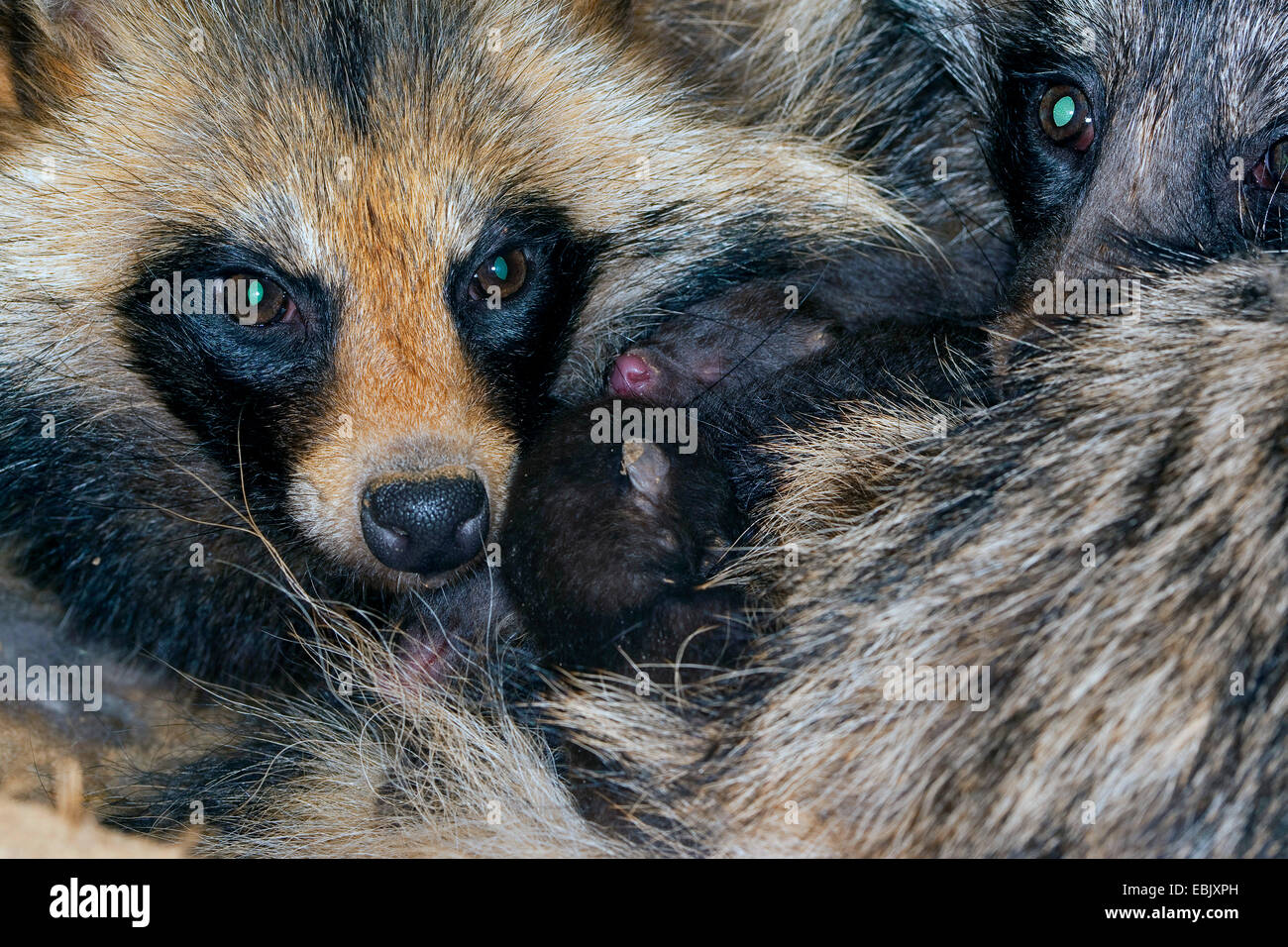 Le chien viverrin (Nyctereutes procyonoides), parents pensivement le réchauffement de leur nouvelle naissance chiots, Allemagne Banque D'Images