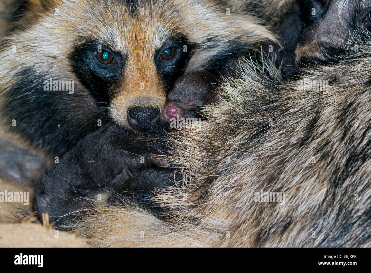 Le chien viverrin (Nyctereutes procyonoides), parents pensivement le réchauffement de la nouvelle naissance des chiots, Allemagne Banque D'Images
