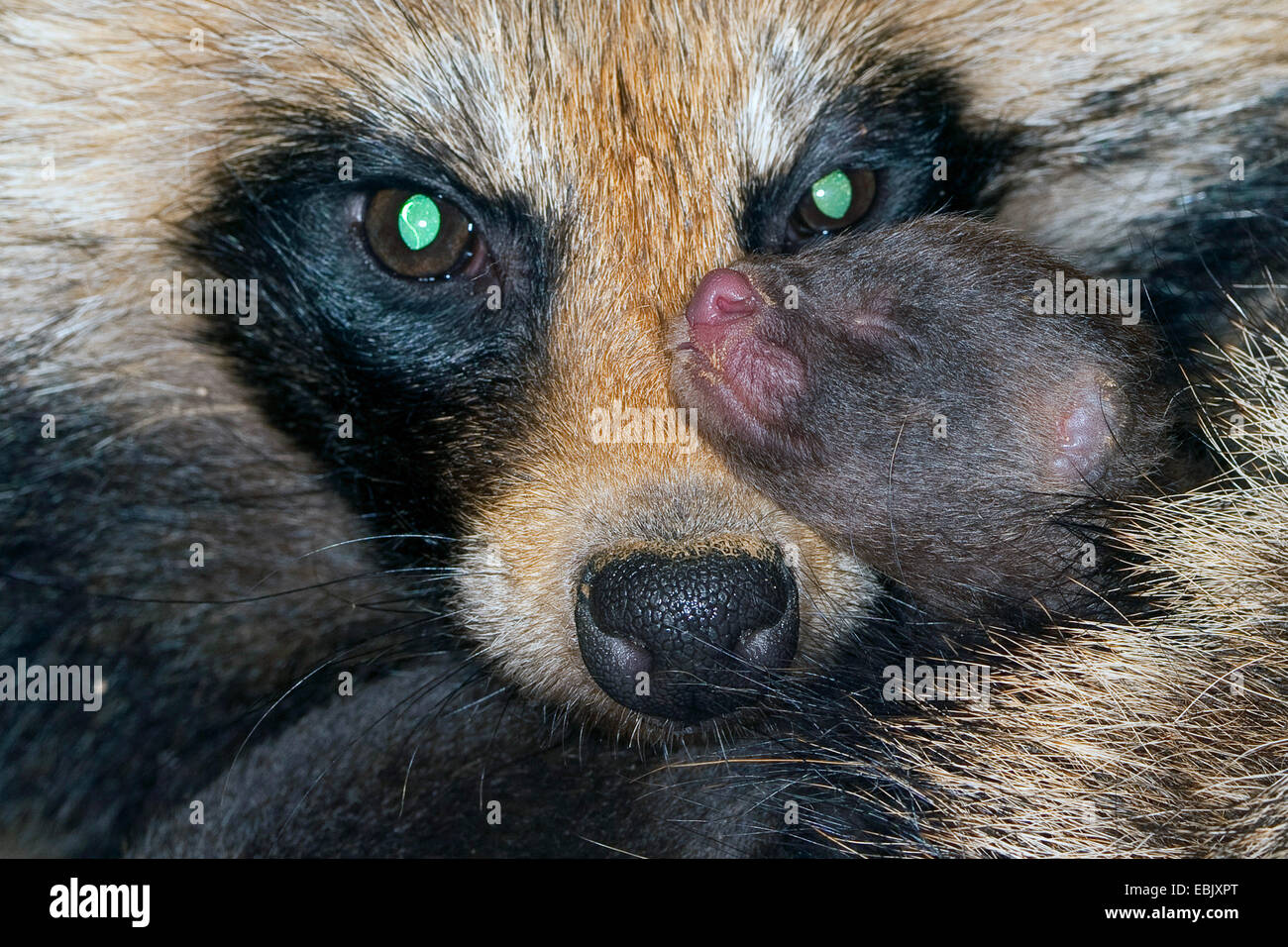 Le chien viverrin (Nyctereutes procyonoides), parents pensivement en préchauffage thoughtful leur nouvelle naissance chiots, Allemagne Banque D'Images