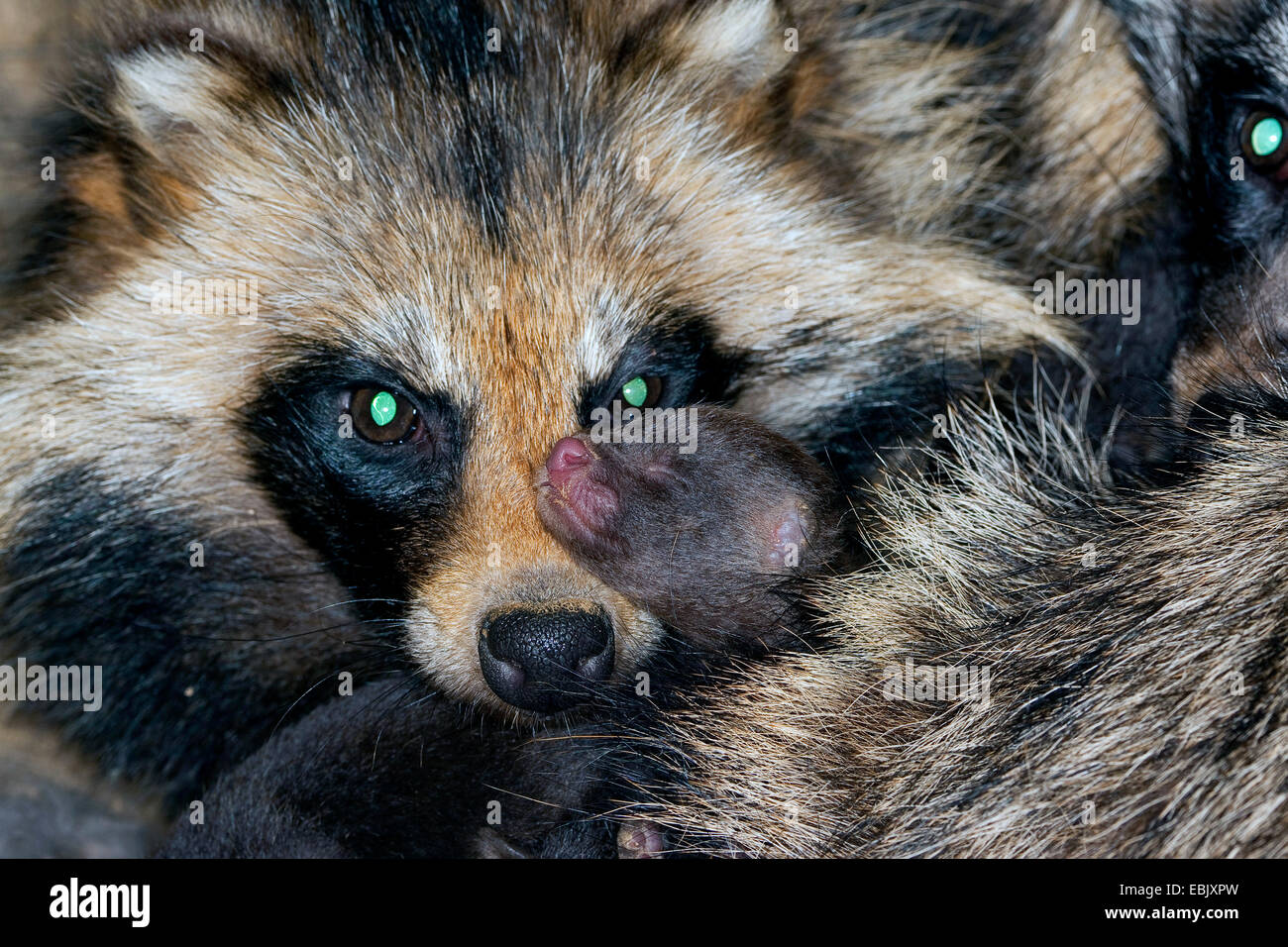Le chien viverrin (Nyctereutes procyonoides), parents pensivement le réchauffement de leur nouvelle naissance chiots, Allemagne Banque D'Images