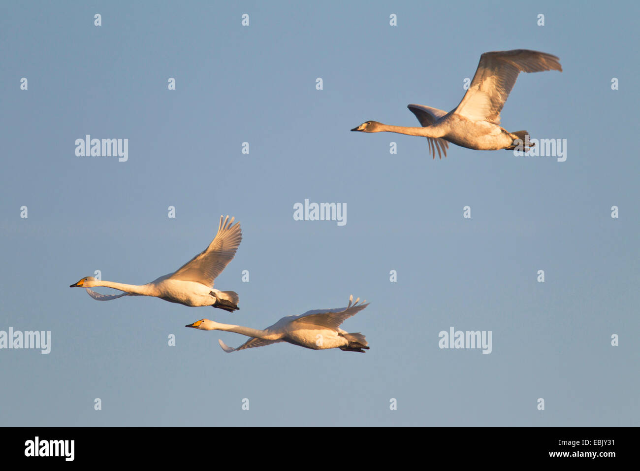 Cygne chanteur (Cygnus cygnus), trois individus battant, Allemagne, Schleswig-Holstein Banque D'Images