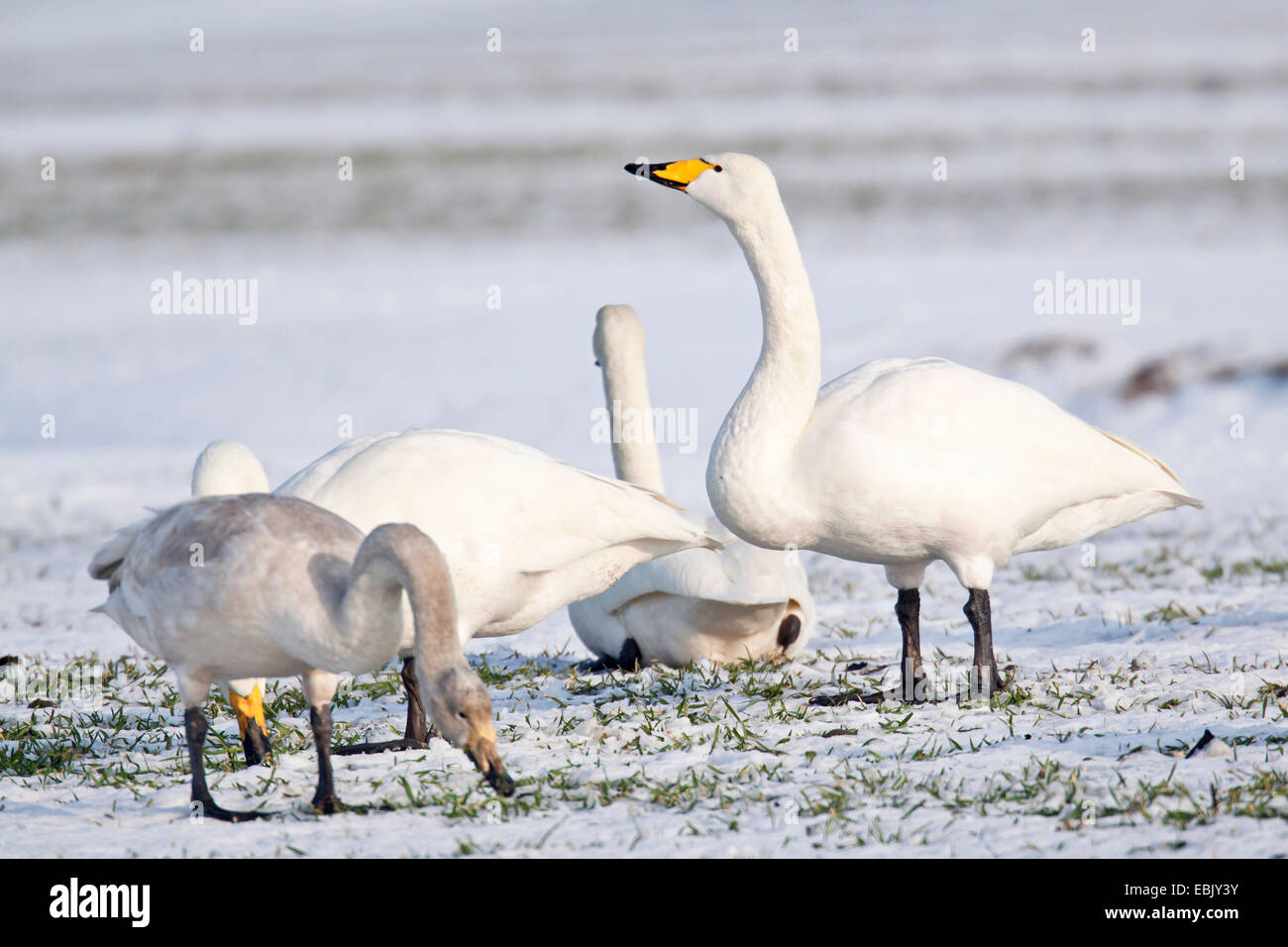 Cygne chanteur (Cygnus cygnus), sur l'alimentation dans un snowcovered pré, Allemagne, Schleswig-Holstein Banque D'Images