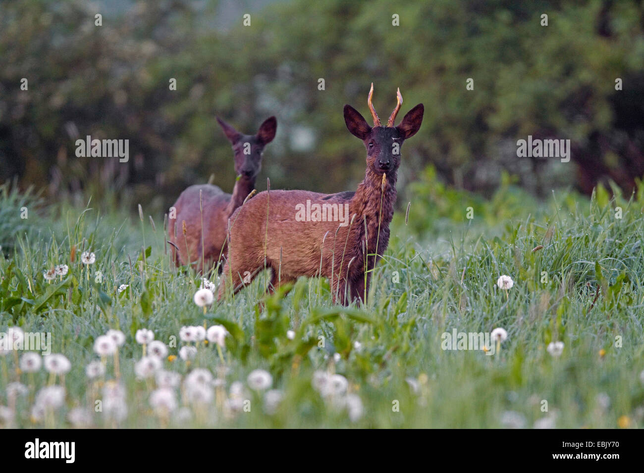 Le chevreuil (Capreolus capreolus), Doe et roebuck dans morning mist, Allemagne Banque D'Images