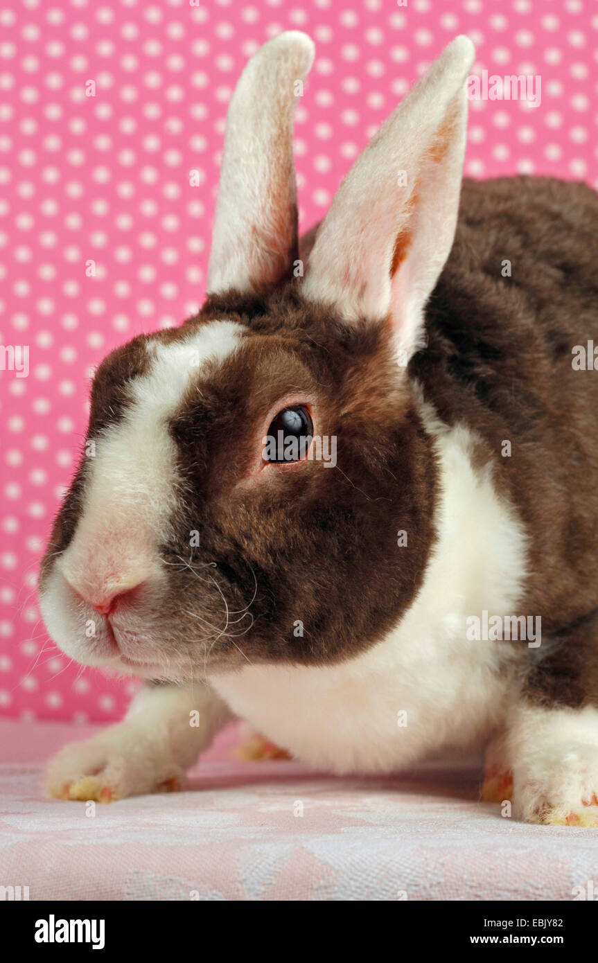 Lapin nain (Oryctolagus cuniculus f. domestica), Rex lapin nain assis en face d'un papier peint en pointillés Banque D'Images