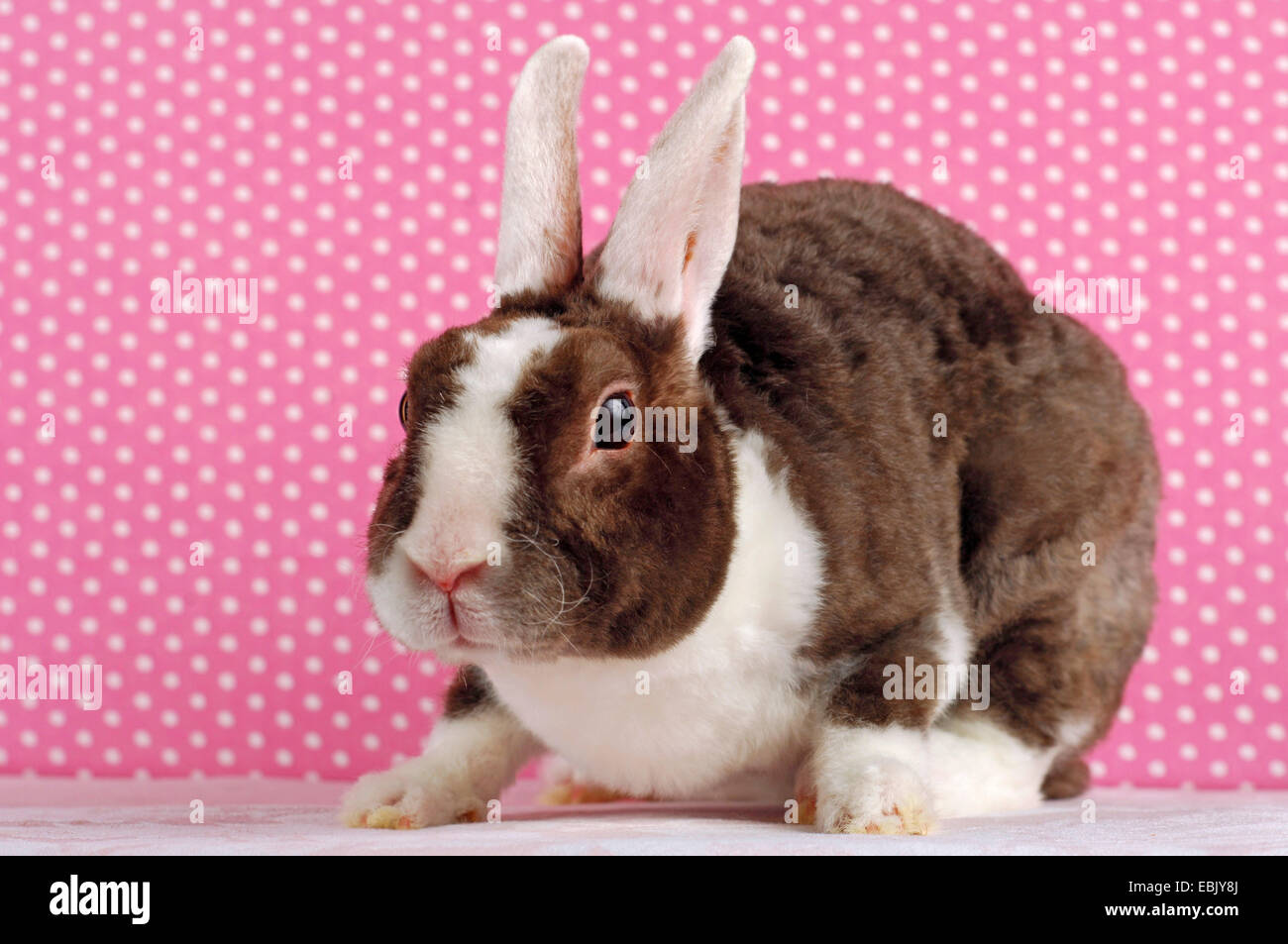 Lapin nain (Oryctolagus cuniculus f. domestica), Rex lapin nain assis en face d'un papier peint en pointillés Banque D'Images