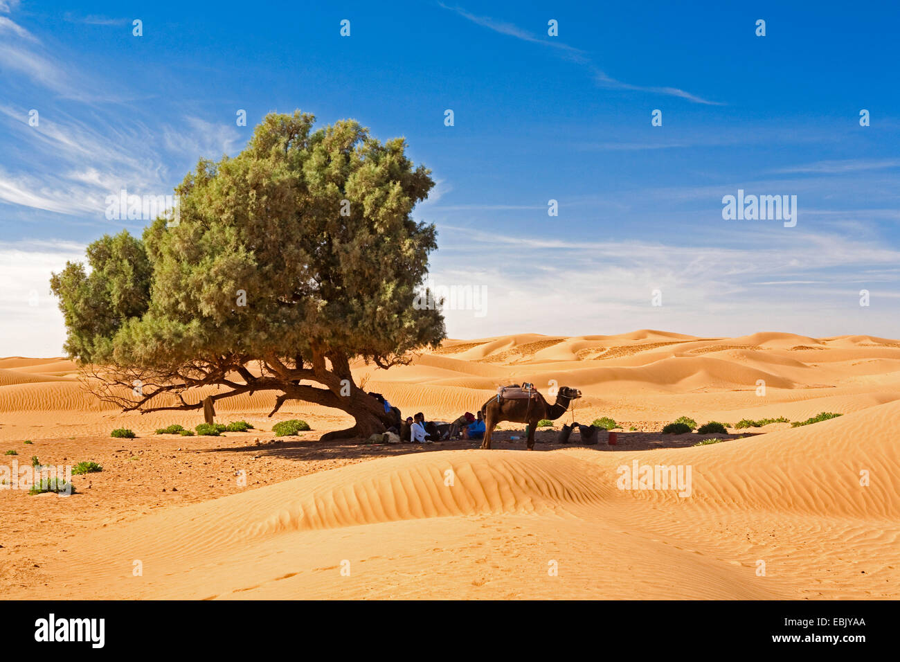 Lieu de repos de chameliers dans le désert à l'ombre d'un cyprès, Maroc, Marrakech-tensift-DaraÔ Banque D'Images