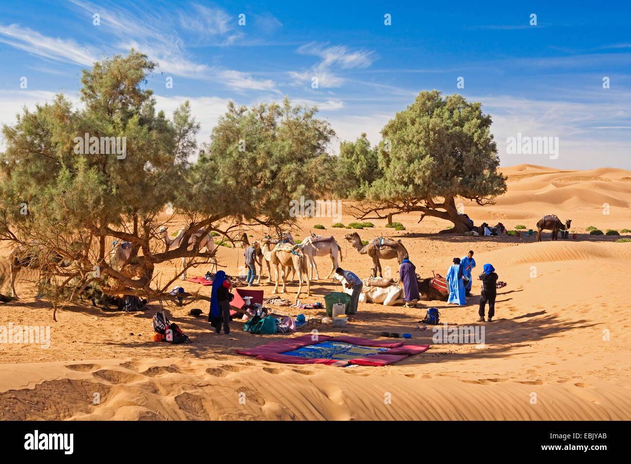 Lieu de repos de chameliers dans le désert avec des cyprès, Maroc, Marrakech-tensift-DaraÔ ; Région, Wueste Banque D'Images