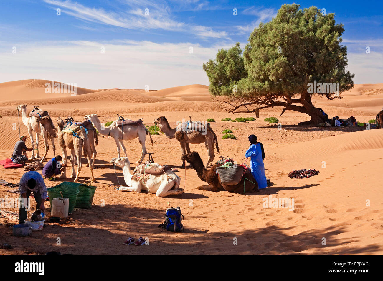 Lieu de repos de chameliers dans le désert à l'ombre des cyprès, Maroc, Marrakech-tensift-DaraÔ Banque D'Images
