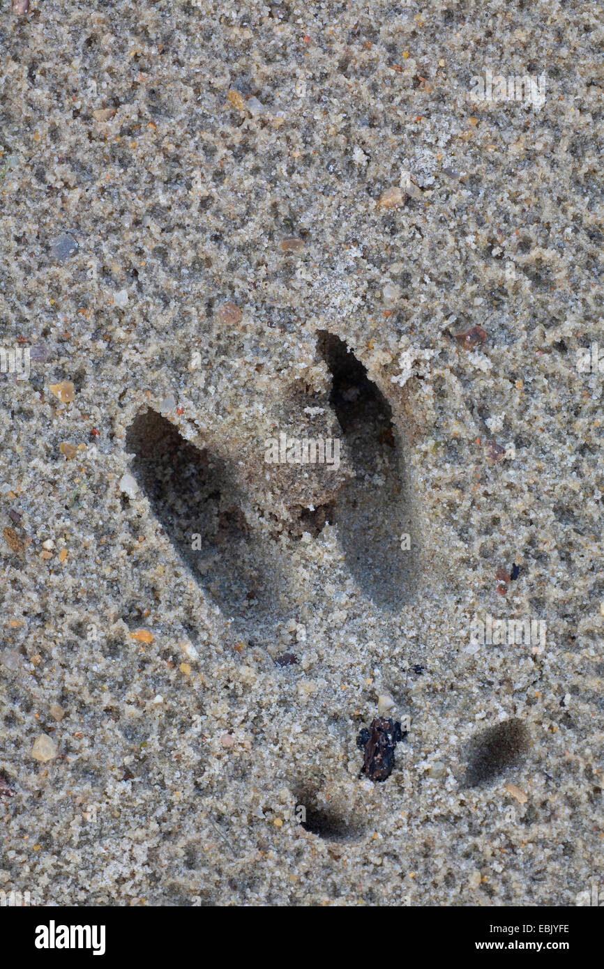 Le chevreuil (Capreolus capreolus), voie dans le sable humide, Danemark Banque D'Images