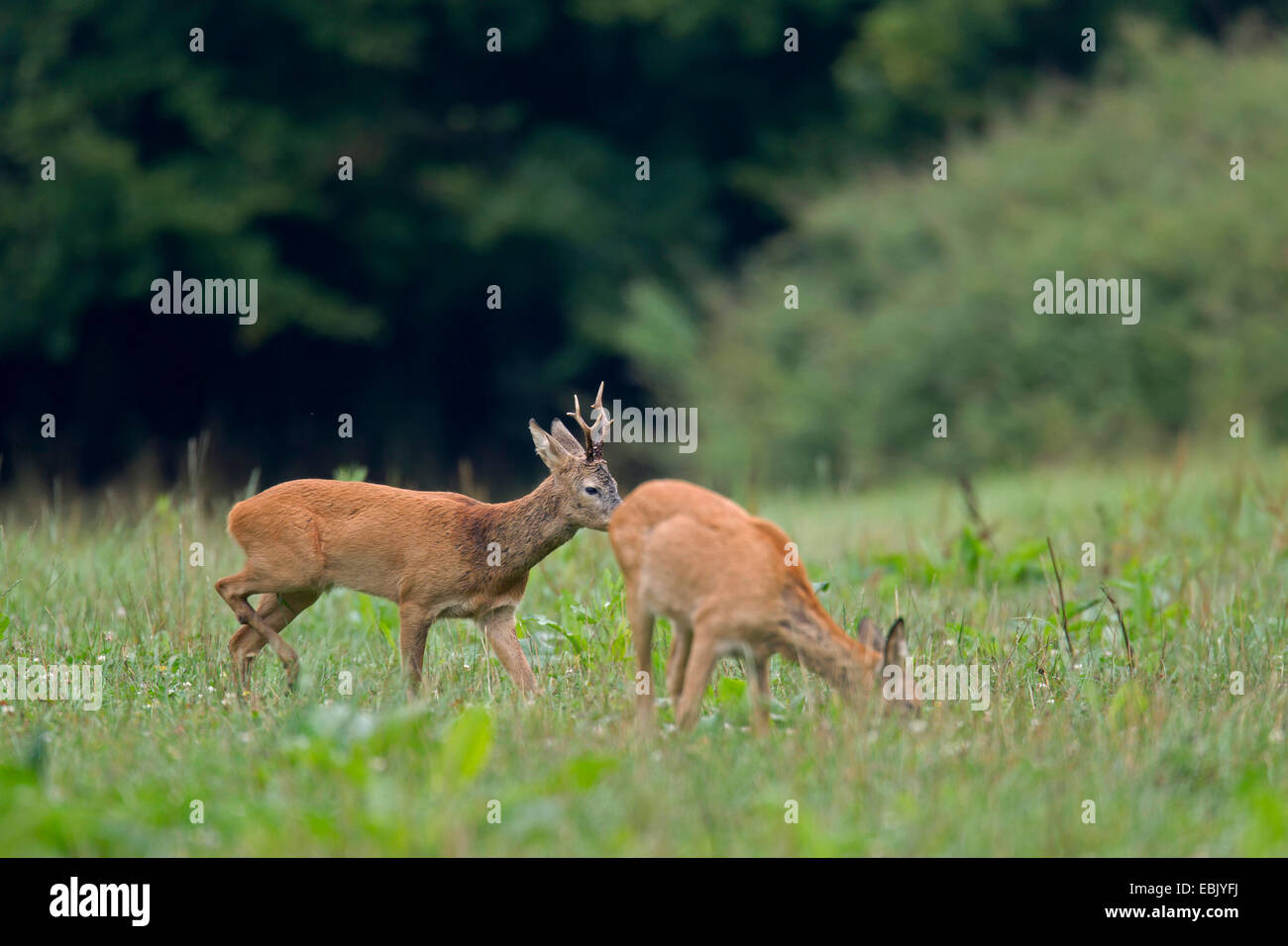 Le chevreuil (Capreolus capreolus), buck und doe standing in meadow, Allemagne, Schleswig-Holstein Banque D'Images